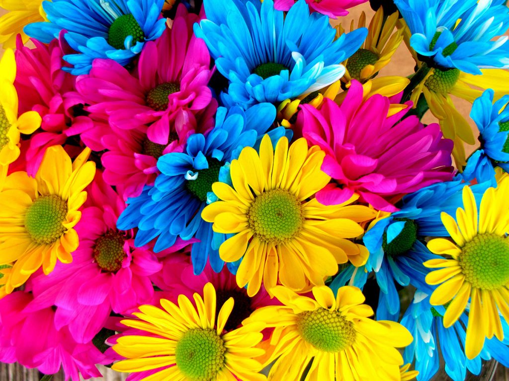 flores-colores