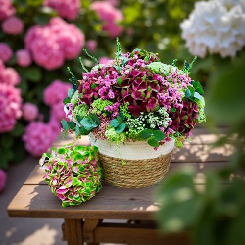 hortensias-rosas