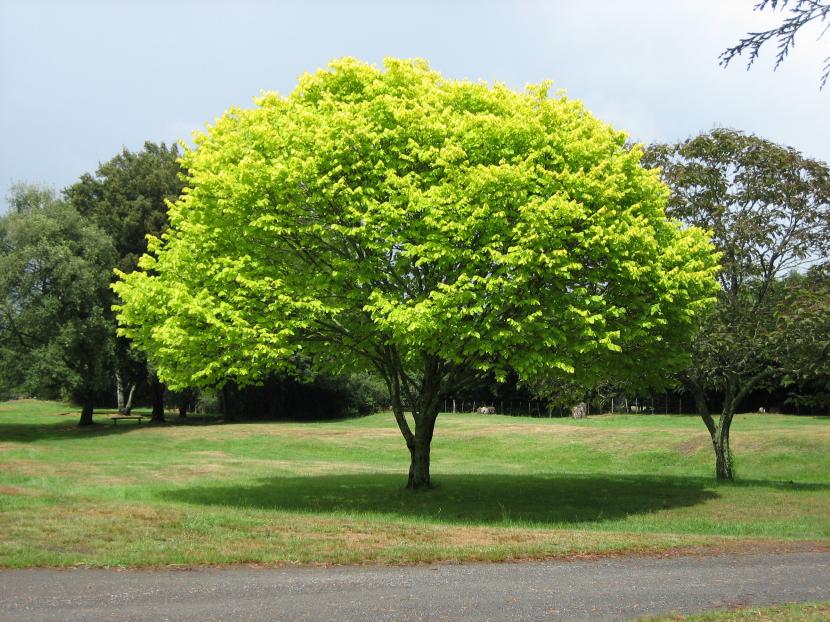arbol1
