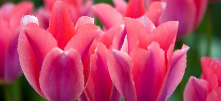 tulipanes