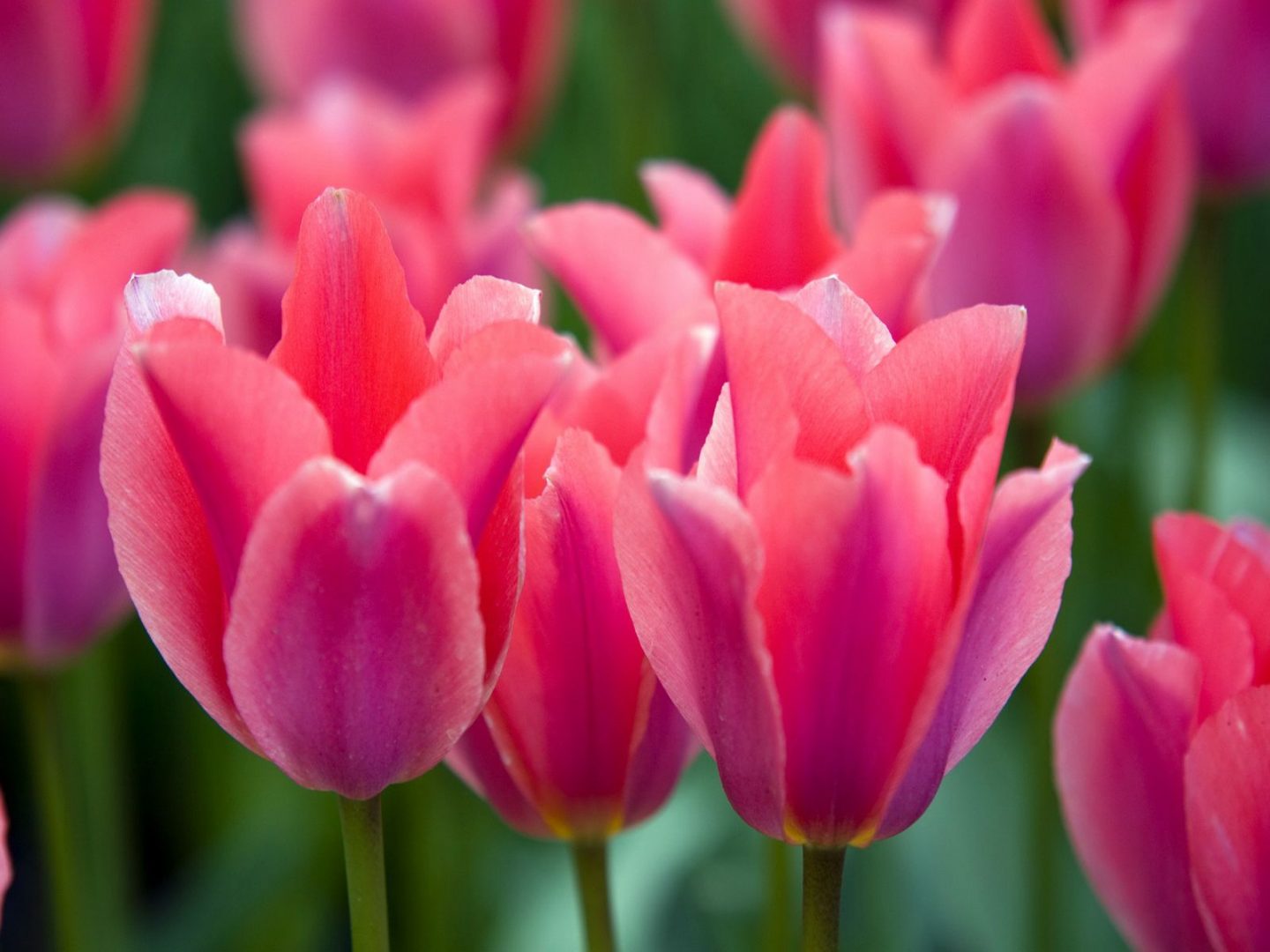 tulipanes