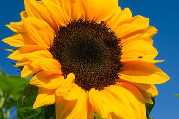 girasol-copia
