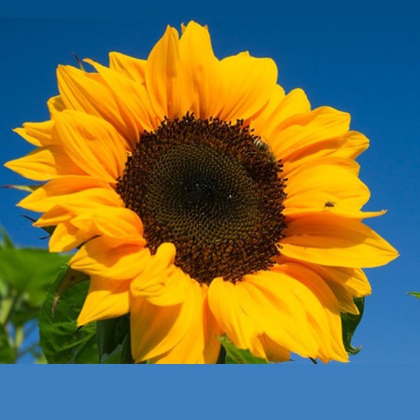 girasol-copia