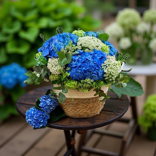 hortensias-azules