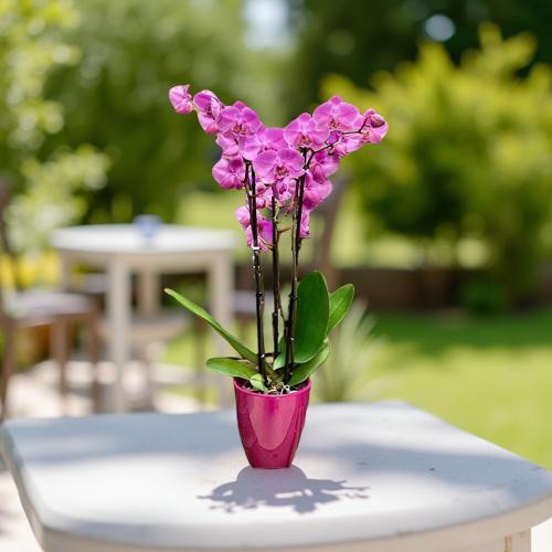 orquidea-de-color-real