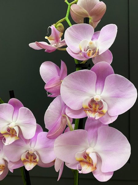 orquideas-rosas2