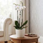 phaleanopsis-blanca3