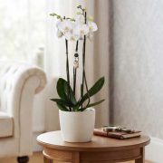 phaleanopsis-blanca3