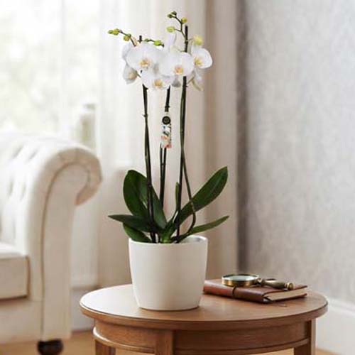 phaleanopsis-blanca3