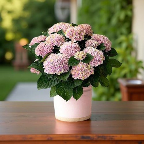hortensia