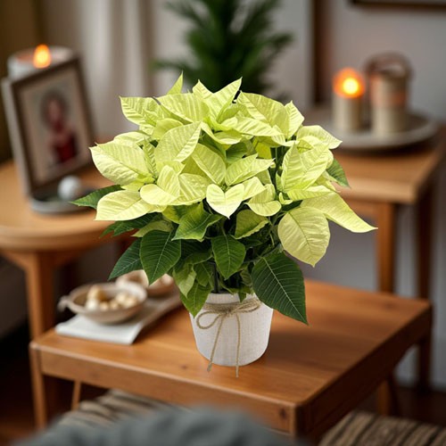 pointsettia-blanca