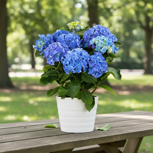 hortensia-azul