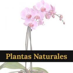plantas-naturales-1.jpg