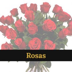 rosas-1.jpg